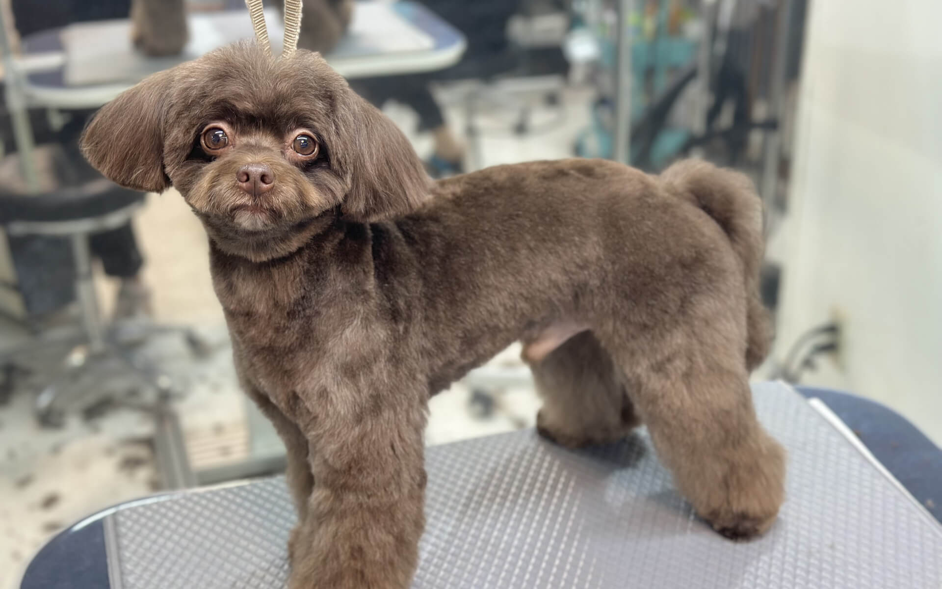 トリミングサロン yu_wan ご予約